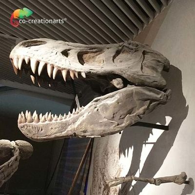 CE Realistyczna Artystyczna Replika Szkieletu Dinozaura T Rex Głowa Szkieletu Wysoka symulacja