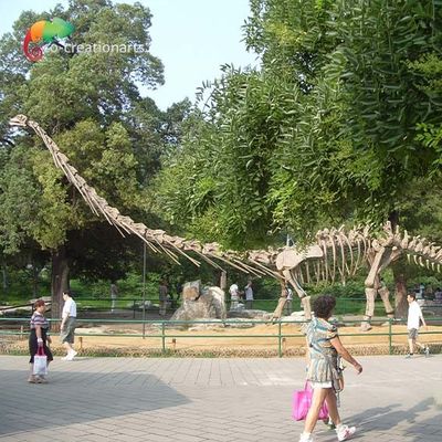 kupować Odporny na słońce Model dinozaura naturalnej wielkości Szkielet mamenchizaura Szkielet 15m online manufacture