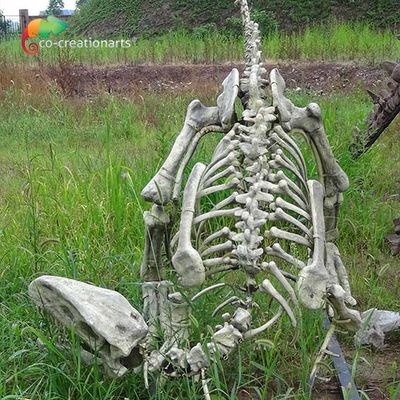 kupować Repliki szkieletów dinozaurów Gasosaurus z włókna szklanego do wyświetlania w muzeum online manufacture