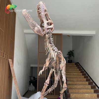 Wodoodporne repliki szkieletu dinozaura z włókna szklanego na wystawę muzealną