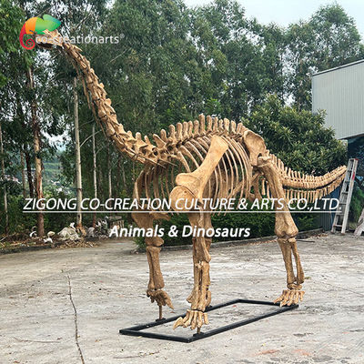 Dobra cena. Autentyczny spersonalizowany model szkieletu dinozaura do dekoracji zewnętrznej Repliki szkieletu Shunosaurus w Internecie