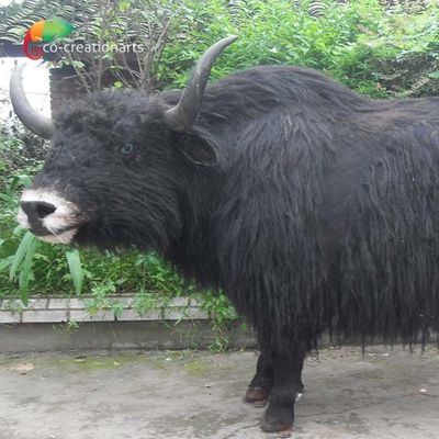 Nazwa